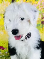 FRANKLIN , a male Old English Sheepdog for sale in Fort Worth, TX – Photo 6 of 10