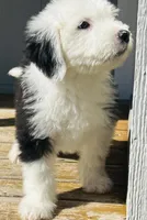 #12 BOY (2 Blue Eyes), a male Old English Sheepdog for sale in Fort Worth, TX – Photo 3 of 9