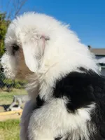 #12 BOY (2 Blue Eyes), a male Old English Sheepdog for sale in Fort Worth, TX – Photo 6 of 9