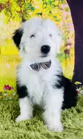 FRANKLIN , a male Old English Sheepdog for sale in Fort Worth, TX – Photo 2 of 10