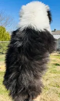 #12 BOY (2 Blue Eyes), a male Old English Sheepdog for sale in Fort Worth, TX – Photo 8 of 9