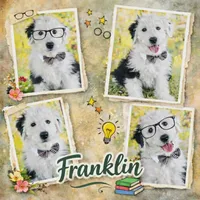 FRANKLIN , a male Old English Sheepdog for sale in Fort Worth, TX – Photo 1 of 10