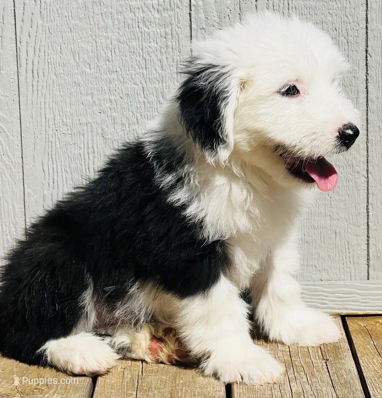 #12 BOY (2 Blue Eyes), a male Old English Sheepdog for sale in Fort Worth, TX – Photo 1 of 9