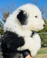 #12 BOY (2 Blue Eyes), a male Old English Sheepdog for sale in Fort Worth, TX – Photo 7 of 9