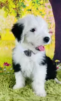 FRANKLIN , a male Old English Sheepdog for sale in Fort Worth, TX – Photo 5 of 10