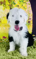 FRANKLIN , a male Old English Sheepdog for sale in Fort Worth, TX – Photo 4 of 10