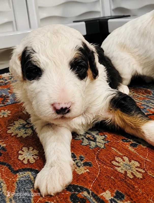 CARTER GIRL (MINI) – Sheepadoodle puppy for sale in Fort Worth, TX