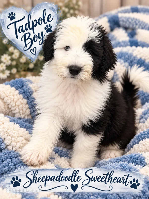 TADPOLE – Sheepadoodle puppy for sale in Fort Worth, TX