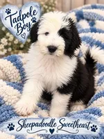 TADPOLE, a male Sheepadoodle for sale in Fort Worth, TX – 2 of 7