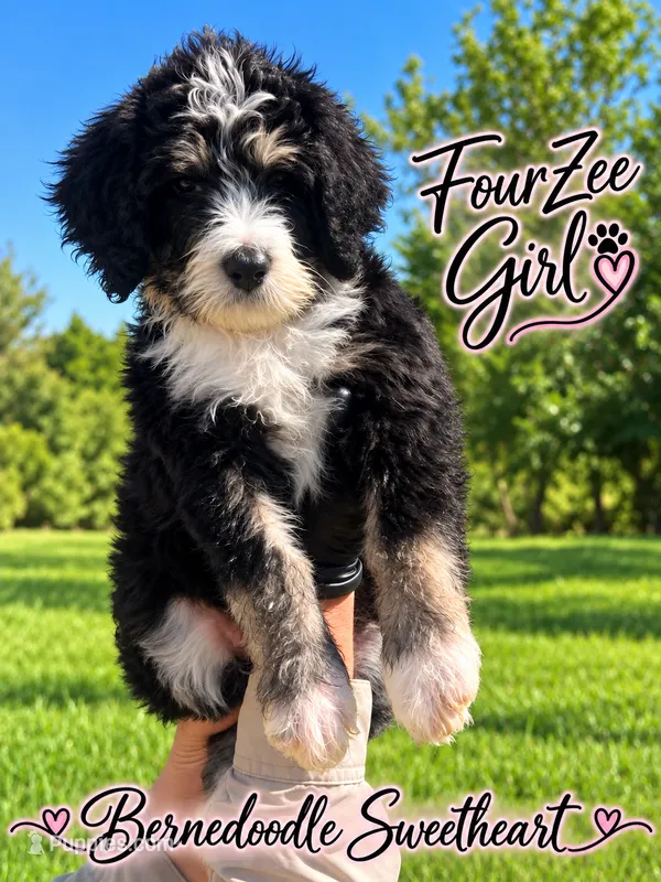 FourZee – Bernedoodle puppy for sale in Fort Worth, TX