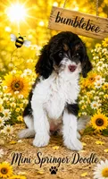 MINI BumbleBee Girl, a female Springer Doodle for sale in Fort Worth, TX – 1 of 6