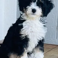 MINI BERNEDOODLES, a  Bernese Mountain Dog and Miniature Bernedoodle for sale in Fort Worth, TX – Photo 2 of 3