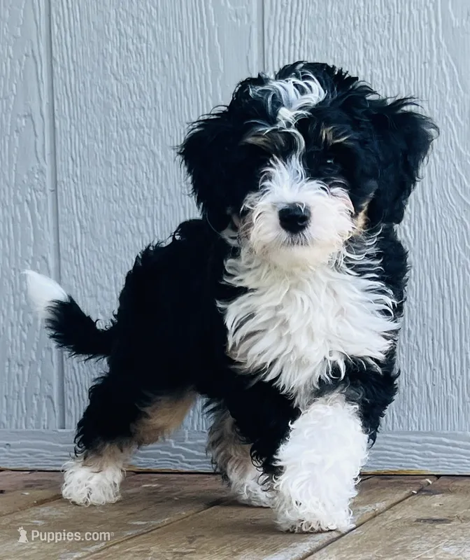 MINI BERNEDOODLES