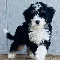 MINI BERNEDOODLES, a  Bernese Mountain Dog and Miniature Bernedoodle for sale in Fort Worth, TX – Photo 1 of 3