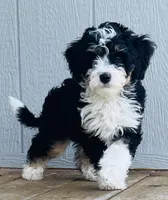 MINI BERNEDOODLES, a  Bernese Mountain Dog and Miniature Bernedoodle for sale in Fort Worth, TX – Photo 1 of 3
