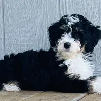 MINI BERNEDOODLES, a  Bernese Mountain Dog and Miniature Bernedoodle for sale in Fort Worth, TX – Photo 3 of 3