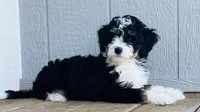 MINI BERNEDOODLES, a  Bernese Mountain Dog and Miniature Bernedoodle for sale in Fort Worth, TX – Photo 3 of 3