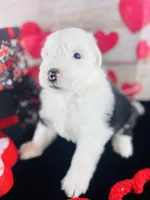 processed/3f372f00-9c60-473f-825a-91d138fc786a/listing/45464a5b-11d6-43b8-bc65-bc83c5c34481/9c5cdfec-7376-4f70-9e13-02acb619067f