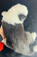 processed/3f372f00-9c60-473f-825a-91d138fc786a/listing/45464a5b-11d6-43b8-bc65-bc83c5c34481/fcafb444-3099-4a81-9a86-8b4d113d4e6c