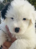 processed/3f372f00-9c60-473f-825a-91d138fc786a/listing/45464a5b-11d6-43b8-bc65-bc83c5c34481/fe83a51e-0309-4ea8-ba09-08e8ef8fa4b2