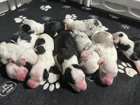 F1 SHEEPADOODLES, a  Sheepadoodle for sale in Fort Worth, TX – Photo 2 of 8