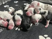 F1 SHEEPADOODLES, a  Sheepadoodle for sale in Fort Worth, TX – Photo 4 of 8