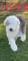 F1 SHEEPADOODLES, a  Sheepadoodle for sale in Fort Worth, TX – Photo 8 of 8