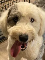 F1 SHEEPADOODLES, a  Sheepadoodle for sale in Fort Worth, TX – Photo 7 of 8