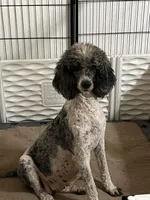 F1 SHEEPADOODLES, a  Sheepadoodle for sale in Fort Worth, TX – Photo 5 of 8