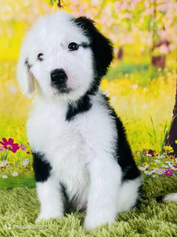 Whitey Boy – Sheepadoodle puppy for sale in Fort Worth, TX