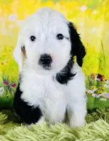 Whitey Boy, a male Sheepadoodle for sale in Fort Worth, TX – Photo 4 of 6