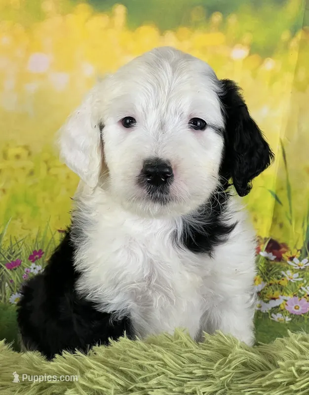 Whitey Boy – Sheepadoodle puppy for sale in Fort Worth, TX