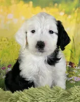 Whitey Boy, a male Sheepadoodle for sale in Fort Worth, TX – Photo 1 of 6