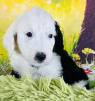 Whitey Boy, a male Sheepadoodle for sale in Fort Worth, TX – Photo 5 of 6