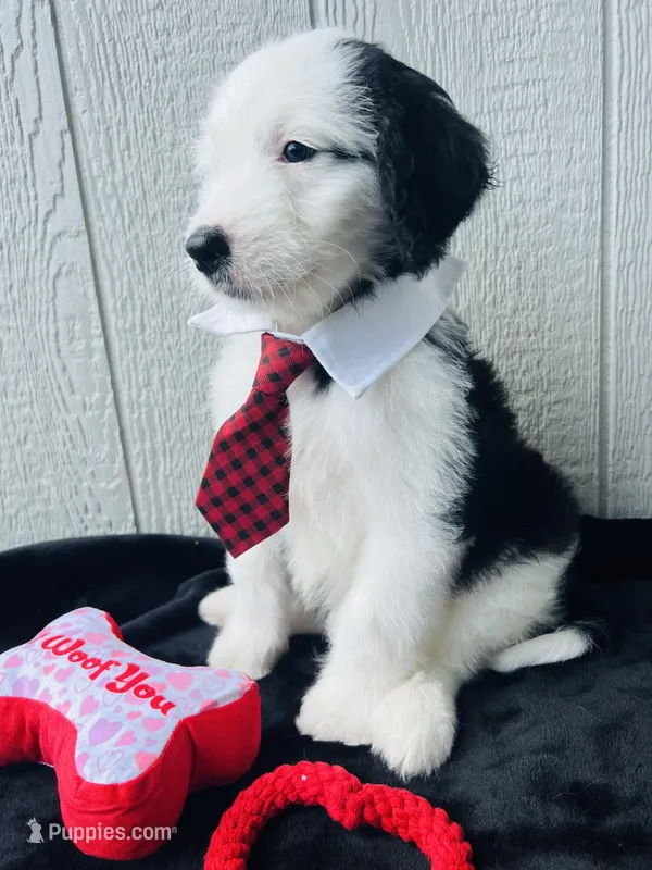 Whitey Boy – Sheepadoodle puppy for sale in Fort Worth, TX