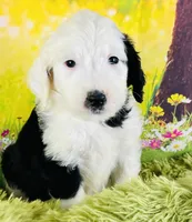 Whitey Boy, a male Sheepadoodle for sale in Fort Worth, TX – Photo 3 of 6