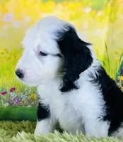 Whitey Boy, a male Sheepadoodle for sale in Fort Worth, TX – Photo 2 of 6