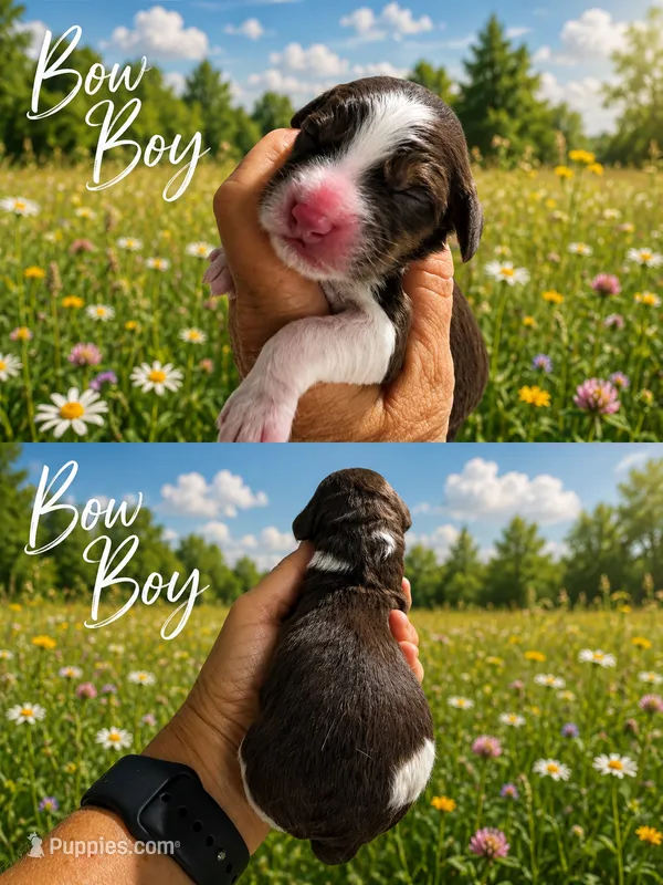 MINI Bow Boy – Springer Doodle puppy for sale in Fort Worth, TX