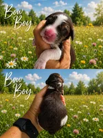 MINI Bow Boy, a male Springer Doodle for sale in Fort Worth, TX – 1 of 1