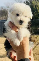 processed/3f372f00-9c60-473f-825a-91d138fc786a/listing/493eba09-a7f7-4af0-95e6-14f65aaf6584/b5822788-8908-42c1-8a8a-f3483cd902b1