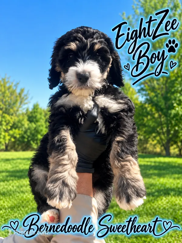 EightZee – Bernedoodle puppy for sale in Fort Worth, TX