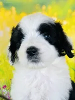 Beauty Girl, a female Sheepadoodle for sale in Fort Worth, TX – Photo 4 of 10