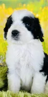 Beauty Girl, a female Sheepadoodle for sale in Fort Worth, TX – Photo 6 of 10