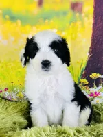 Beauty Girl, a female Sheepadoodle for sale in Fort Worth, TX – Photo 3 of 10