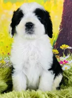 Beauty Girl, a female Sheepadoodle for sale in Fort Worth, TX – Photo 5 of 10