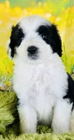 Beauty Girl, a female Sheepadoodle for sale in Fort Worth, TX – Photo 8 of 10