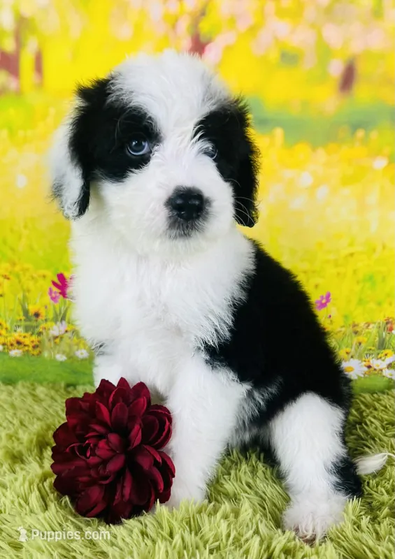 Beauty Girl – Sheepadoodle puppy for sale in Fort Worth, TX