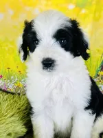 Beauty Girl, a female Sheepadoodle for sale in Fort Worth, TX – Photo 7 of 10