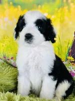 Beauty Girl, a female Sheepadoodle for sale in Fort Worth, TX – Photo 10 of 10
