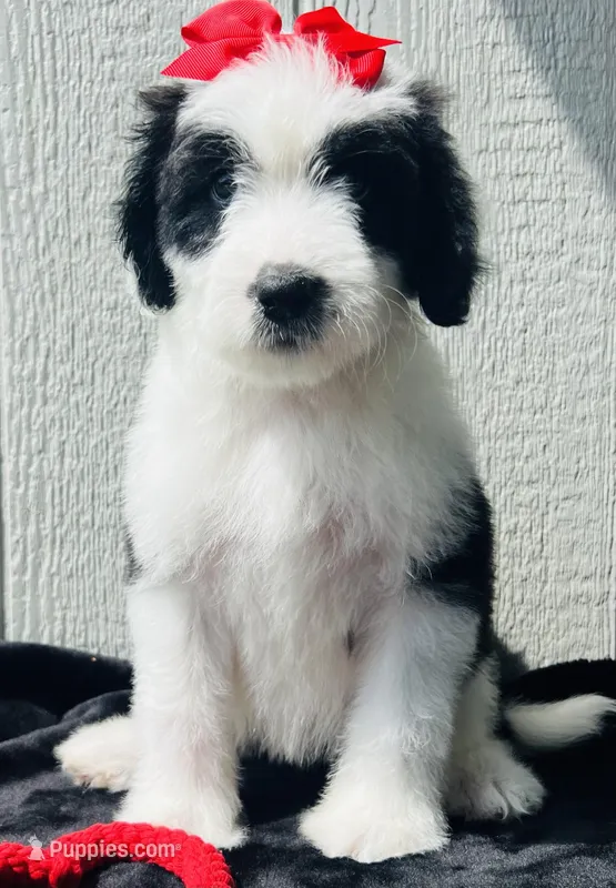 Beauty Girl – Sheepadoodle puppy for sale in Fort Worth, TX